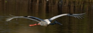 #27 Black-necked Stork f     